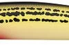 Daiwa Salt Pro Minnow - 6in Floating - SOS Yellow -Daiwa Sale Store daiwa dspm15f82 salt pro minnow 35520.1651247757.386.513