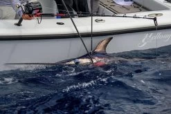 Daiwa Tanacom 1200 Power Assist Electric Reel -Daiwa Sale Store daiwa tanacom 1200 power assist electric reel 74289.1666632311